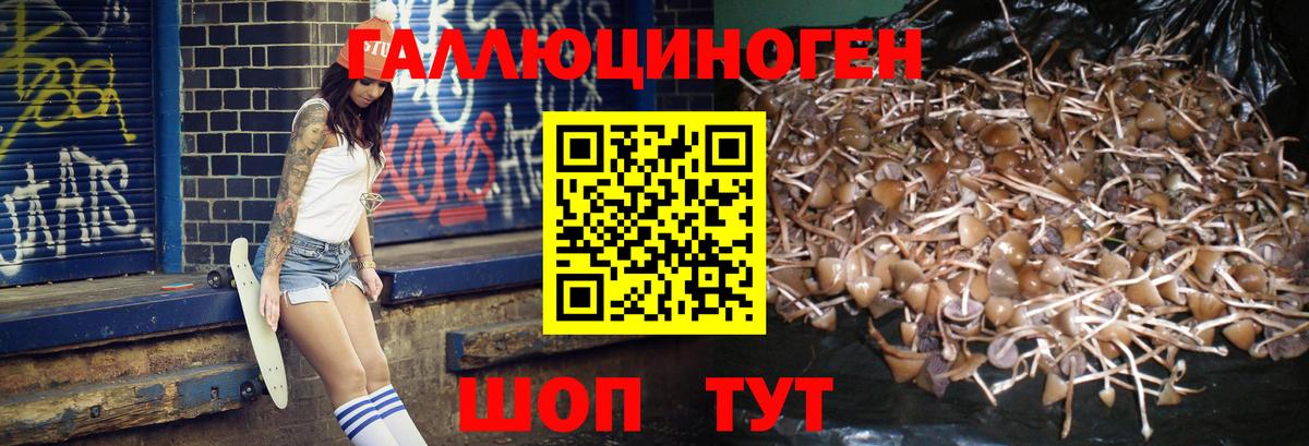 Псилоцибиновые грибы мицелий Новотроицк